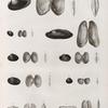 Zoologie. Coquilles. Anodontes, Mulettes, Anatines, Solens.