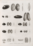 Zoologie. Coquilles. Anodontes, Mulettes, Anatines, Solens.