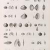 Zoologie. Coquilles. Psammobies, Lucines, Tellines, Donaces, Vénus.