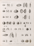 Zoologie. Coquilles. Psammobies, Lucines, Tellines, Donaces, Vénus.