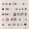 Zoologie. Coquilles. Cythérées, Bucardes.