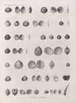 Zoologie. Coquilles. Cythérées, Bucardes.