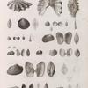 Zoologie. Coquilles. Tridacnes, Pétoncles, Arches.