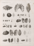 Zoologie. Coquilles. Tridacnes, Pétoncles, Arches.