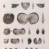 Zoologie. Coquilles. Moules, Avicules.