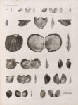 Zoologie. Coquilles. Moules, Avicules.