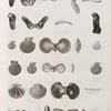 Zoologie. Coquilles. Marteaux, Peignes, Vulselles.