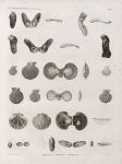Zoologie. Coquilles. Marteaux, Peignes, Vulselles.