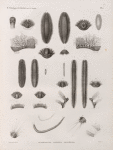 Zoologie. Annélides. Euphrosynes, Pléiones, Aristénies.