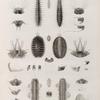 Zoologie. Annélides. Polynoés, Hésiones.