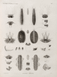Zoologie. Annélides. Polynoés, Hésiones.