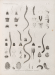 Zoologie. Annélides. Léodices, Aglaures, Oenones, Bdelles, Planaires.