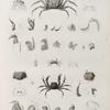 Zoologie. Crustacés. Crabes-cavaliers.