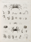 Zoologie. Crustacés. Crabes-cavaliers.