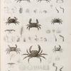 Zoologie. Crustacés. Crabes-alésides, Potamos ou Crabes-fluviatiles.