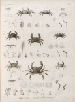 Zoologie. Crustacés. Crabes-alésides, Potamos ou Crabes-fluviatiles.