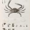 Zoologie. Crustacés. Crabes-nageurs.