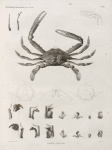 Zoologie. Crustacés. Crabes-nageurs.