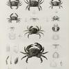 Zoologie. Crustacés. Crabes-nageurs, Crabes proprement dits.