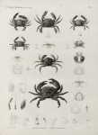 Zoologie. Crustacés. Crabes-nageurs, Crabes proprement dits.