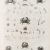 Zoologie. Crustacés. Crabes.