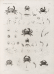 Zoologie. Crustacés. Crabes.