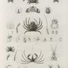 Zoologie. Crustacés. Crabes.