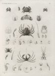 Zoologie. Crustacés. Crabes.