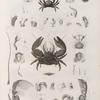 Zoologie. Crustacés. Crabes.
