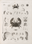 Zoologie. Crustacés. Crabes.