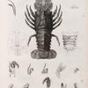 Zoologie. Crustacés. Homards.