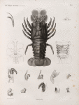 Zoologie. Crustacés. Homards.