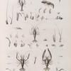 Zoologie. Crustacés. Écrévisses.