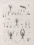 Zoologie. Crustacés. Écrévisses.
