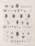 Zoologie. Crustacés. Aselles-cloportes.