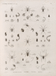 Zoologie. Arachnides. Araignées-mygales, Ségestries, Tégénaires, Erigones.