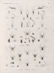 Zoologie. Arachnides. Ulobores, Eugnathes, Epéïres.