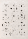 Zoologie. Arachnides. Epéïres, Clothos, Latrodectes, Pholques.