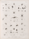 Zoologie. Arachnides. Sphases, Lycoses, Dolomèdes, Erèses.