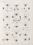 Zoologie. Arachnides. Thomises.