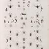 Zoologie. Arachnides. Thomises, Attes.