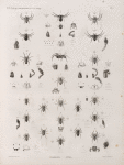 Zoologie. Arachnides. Thomises, Attes.