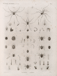 Zoologie. Arachnides. Faucheurs, Acarides.