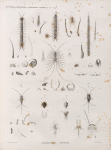 Zoologie. Myriapodes (et Hexapodes-Aptères). Scolopendres, Lépismes.