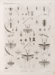 Zoologie. Orthoptères. Forficules, Mantes.