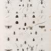Zoologie. Orthoptères. Mantes, Blattes.