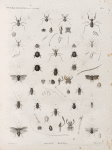 Zoologie. Orthoptères. Mantes, Blattes.