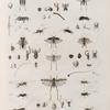 Zoologie. Orthoptères. Xyes, Grillons, Sauterelles.