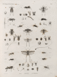 Zoologie. Orthoptères. Xyes, Grillons, Sauterelles.