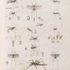 Zoologie. Orthoptères. Sauterelles.